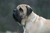 MASTIFF 171